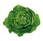 Insalata