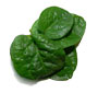 Spinaci