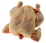 Pollo