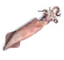 Calamari