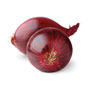Cipolle